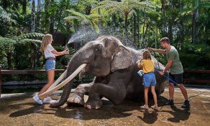 Bali Elephant Bath & Breakfast Day Tour : All Inclusive